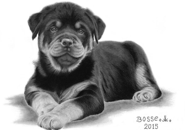 Ротвейлер карандашом