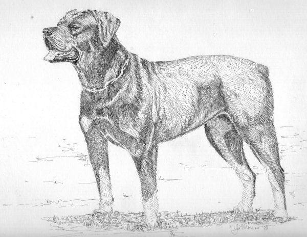Ротвейлер простым карандашом