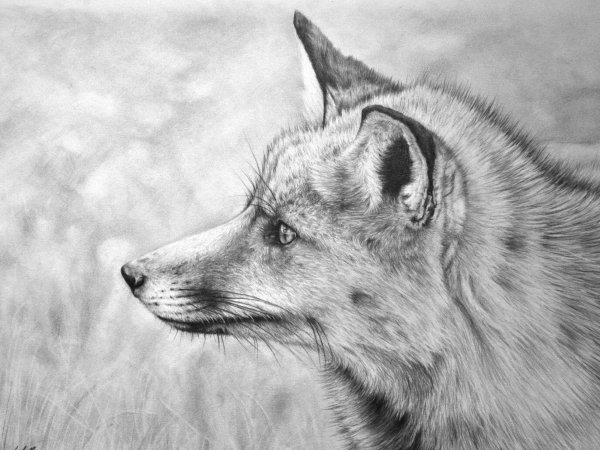 Лиса карандашом