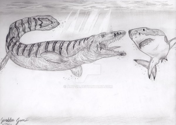 Акула раскраска