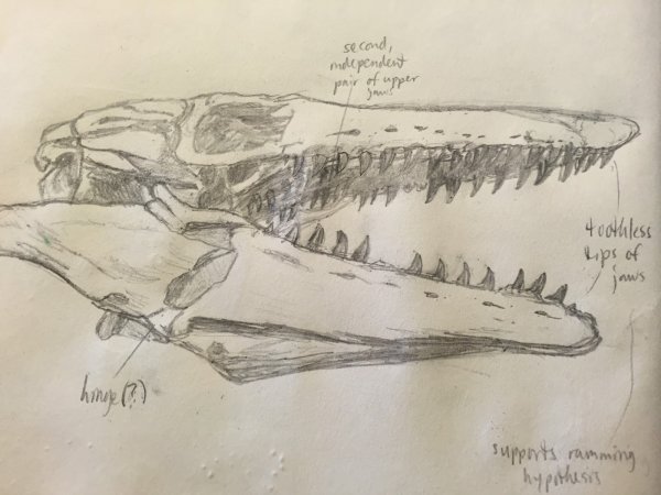 Раскраски мир Юрского периода Мозазавр