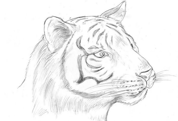 Последовательное рисование для детей