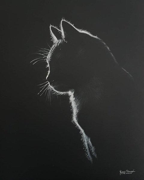 Кот на черном фоне