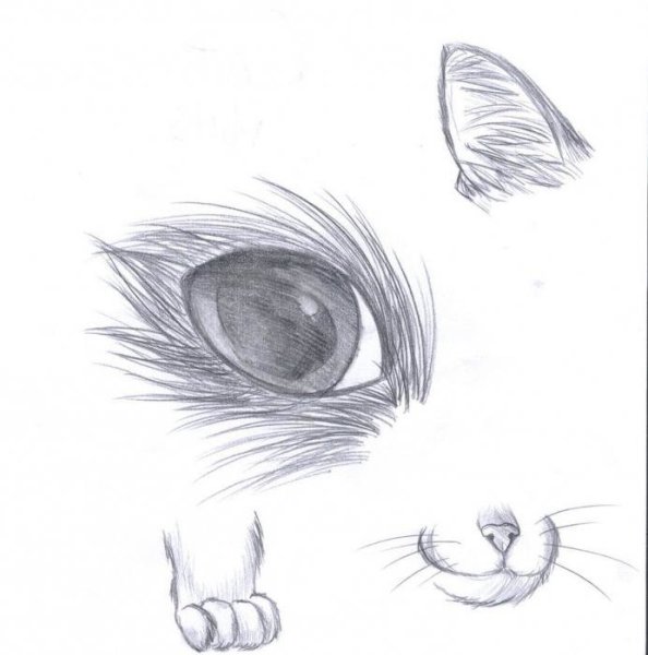 Рисунки котиков для срисовки карандашом