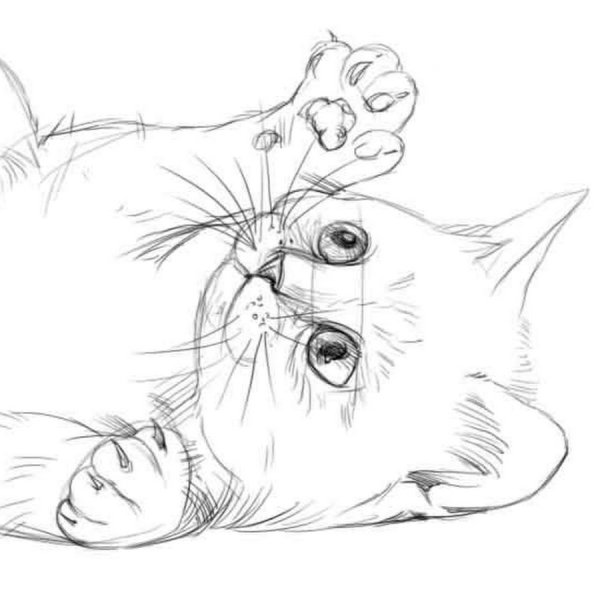 Кошка простым карандашом