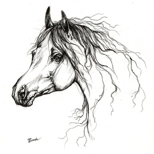 Зарисовки лошадей