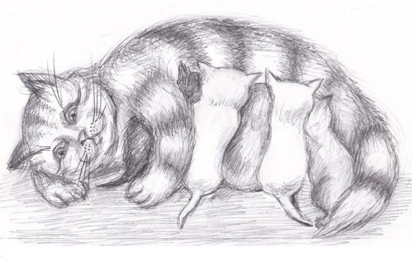 Поэтапный рисунок кошки