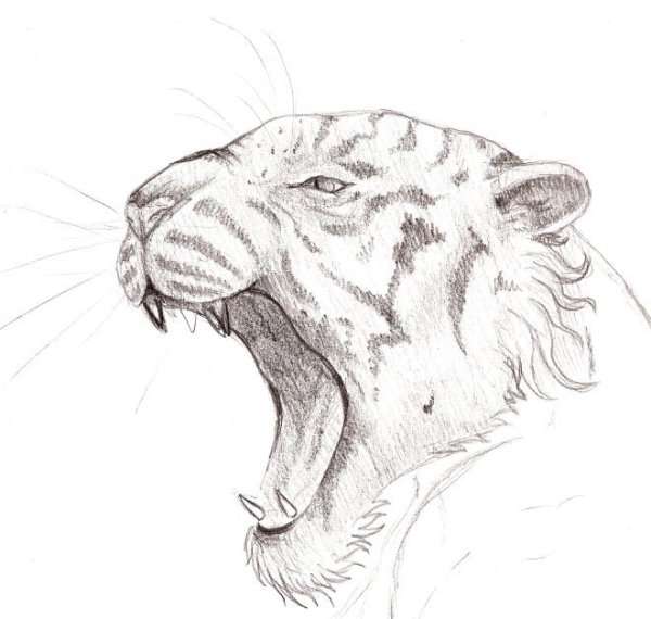 Рисунок тигра карандашом