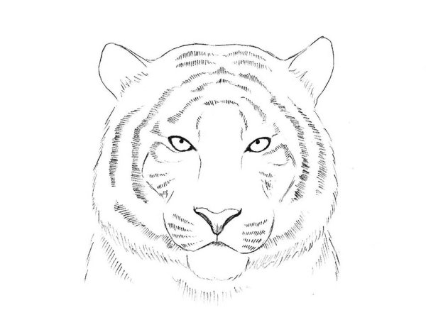 Рисунок тигра карандашом