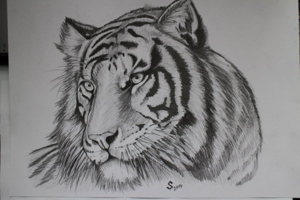 Рисунок тигра карандашом