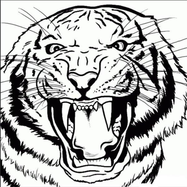 Тигр рисунок карандашом для срисовки