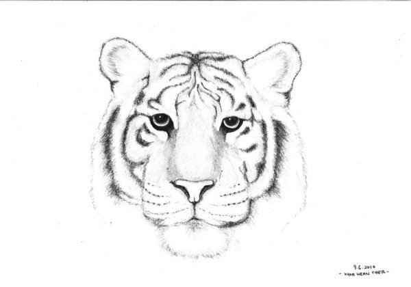 Тигр рисунок