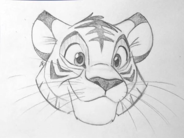 Тигр рисунок карандашом для срисовки