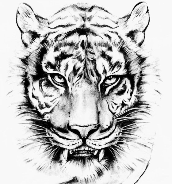 Тигр рисунок карандашом для срисовки