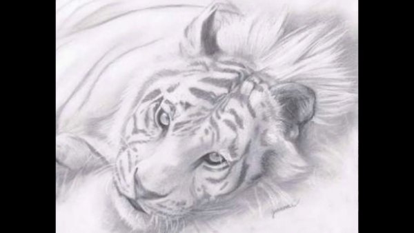 Тигр набросок карандашом