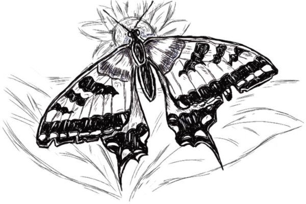 Бабочка карандашом