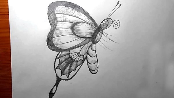 Бабочка карандашом