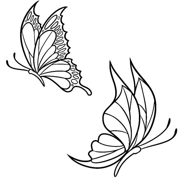 Бабочка Махаон рисунок карандашом