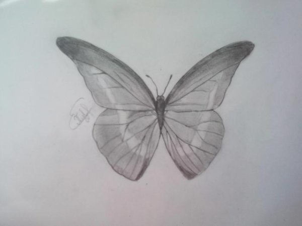Бабочка карандашом