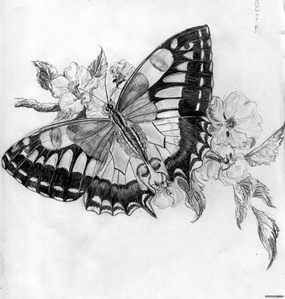 Пошаговое рисование бабочки