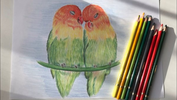 Попугай цветными карандашами