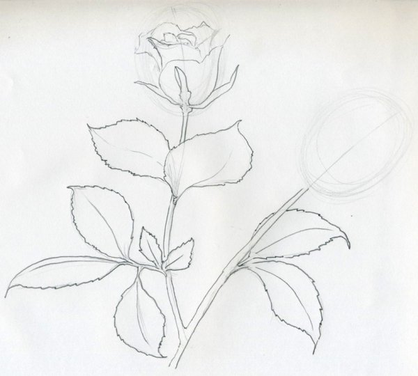 Цветы простым карандашом для начинающих