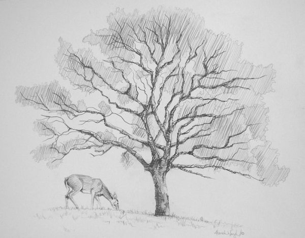 Дерево карандашом