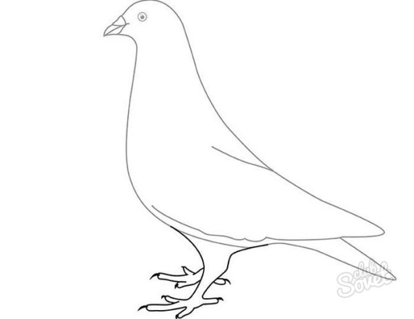 Голубь для рисования