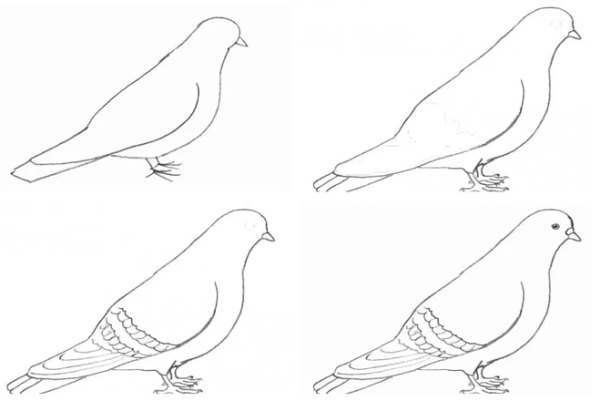 Как нарисовать голубя легко
