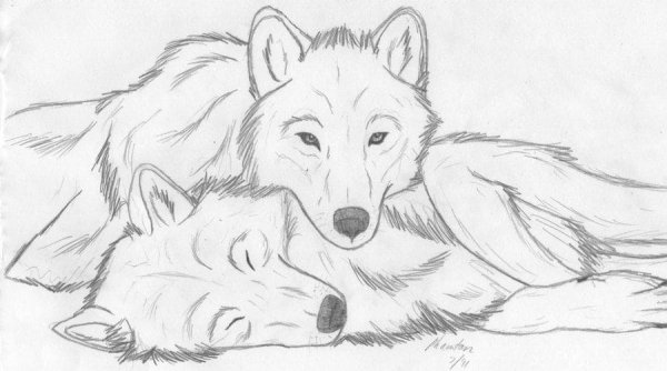 Красивые рисунки карандашом волк