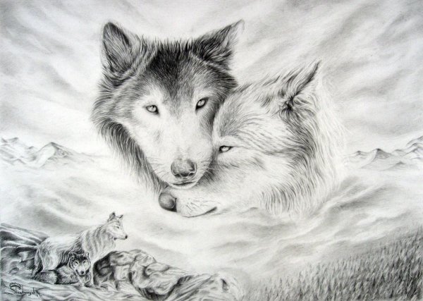 Волк карандашом
