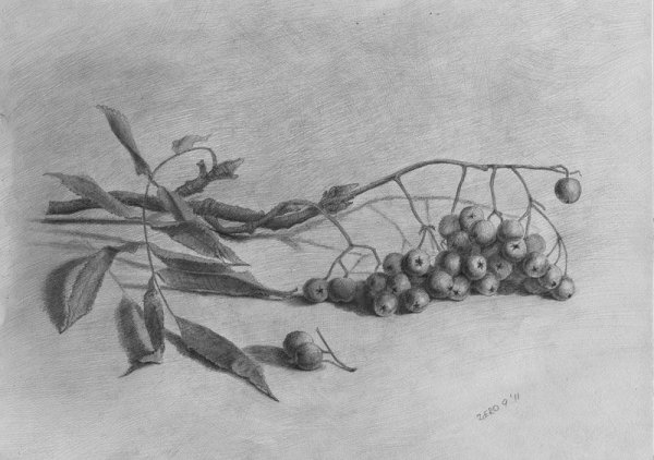 Ветка рябины карандашом