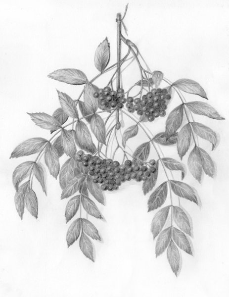 Рябина рисунок карандашом