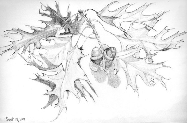 Зарисовки веток деревьев карандашом