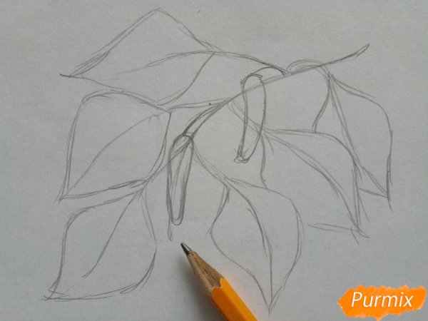 Поэтапное рисование ветви березы