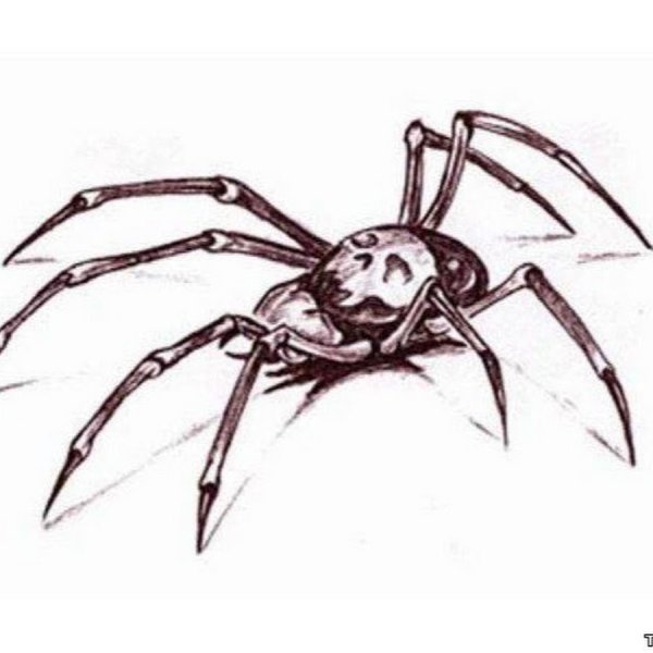 Паук чб эскиз