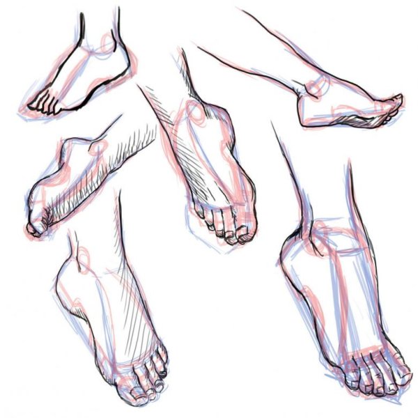 Стопа женская в карандаше