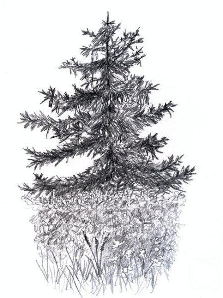 Елка зарисовка