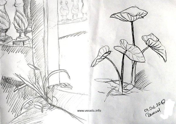 Зарисовки мелких и крупных растений
