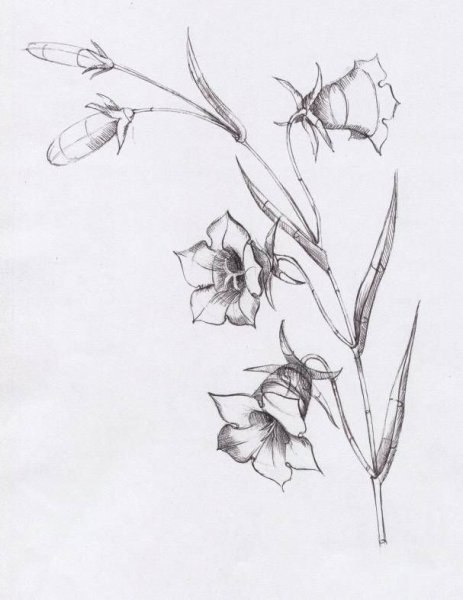 Эскиз розы карандашом