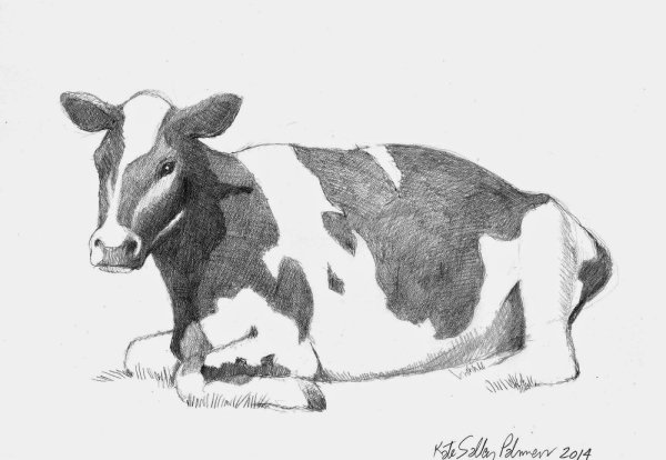 Рисунок коровы для срисовки