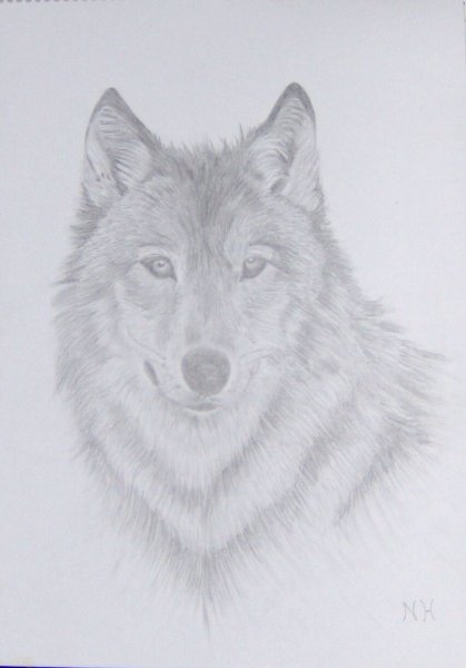 Рисунки серым карандашом