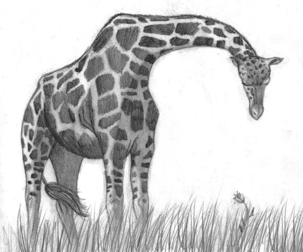 Жираф раскраска для детей