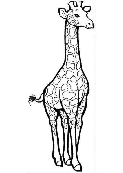 Жираф простым карандашом