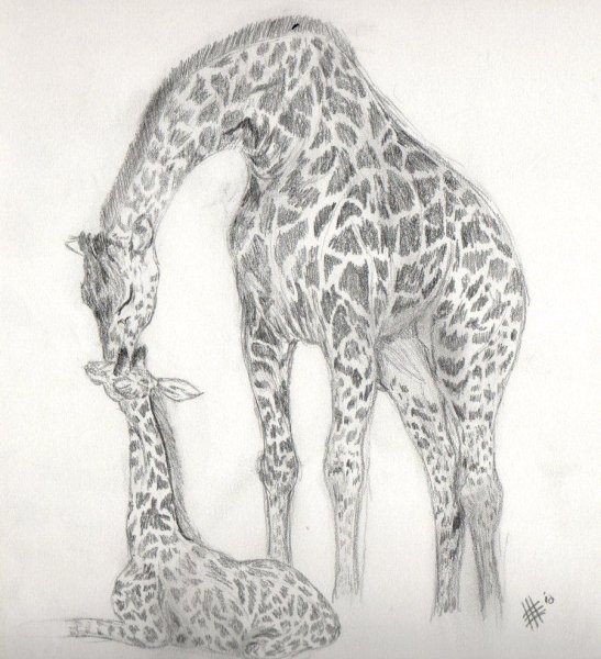 Рисунок жирафа