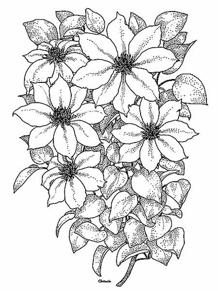 Цветы карандашом