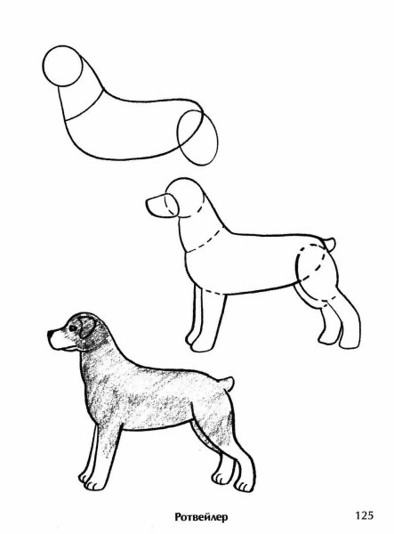 Рисунок собаки 5 класс