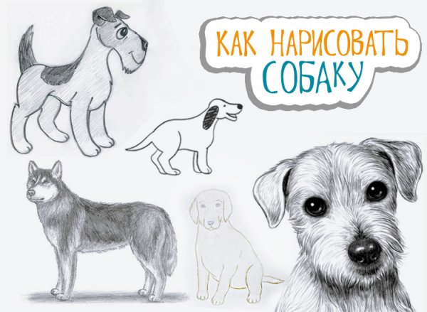 Как нарисовать собачку поэтапно для детей