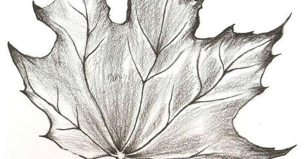 Кленовый лист карандашом