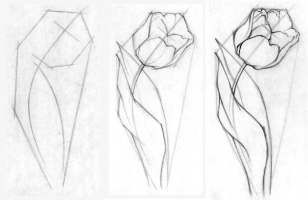 Наброски карандашом для начинающих